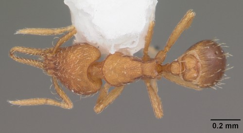 casent0103867_d_1_high