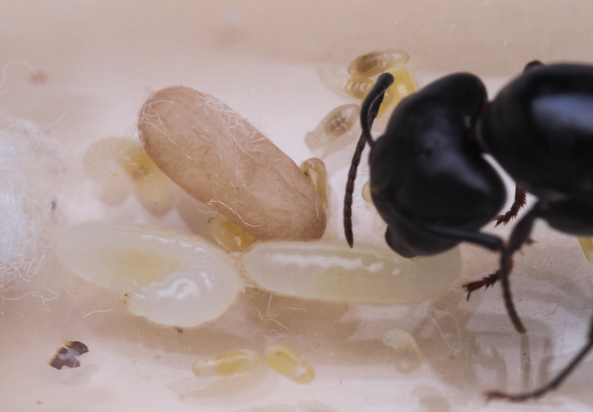 CarpenterQN 6-26-17c